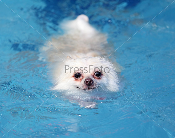 white pomeranian dog swimming in swimming pool