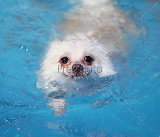 white pomeranian dog swimming in swimming pool at summer