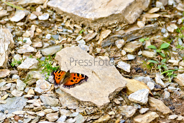 Butterfly orange on the stones
