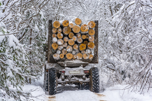 Лесовоз, тяжело нагруженный бревнами, едет по снежной лесной дороге