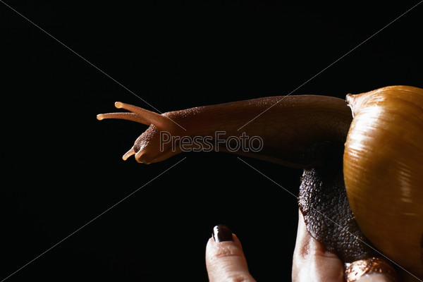 snail on a female hand with black nails on a black background