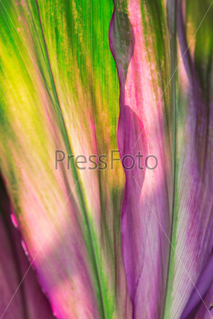 Background of green and purple Cordyline fruticosa plant, also know as Red Edge plant, Cabbage palm, Good lick plant, Palm lily. Intentionally shot with SDF
