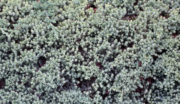 Lavender in the autumn, view from above, densely planted area