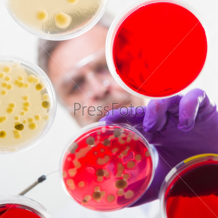 Senior life science researcher grafting bacteria.