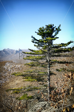 Larch Trees stands on a background of mountains in spring.