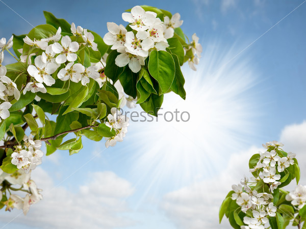 Flowers of an Apple tree in the sky