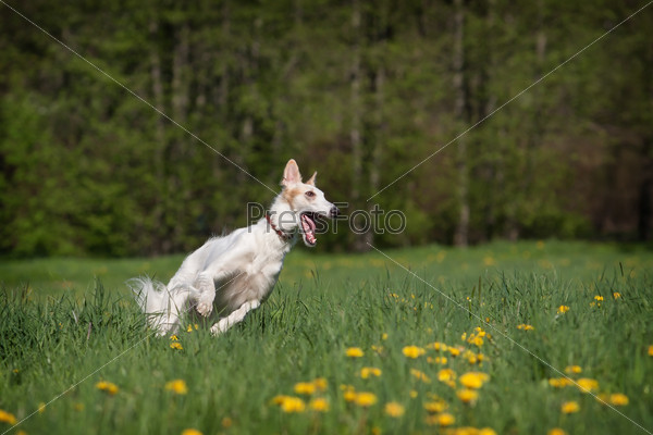Russian wolfhound (borzoi) outdoors at a spring day
