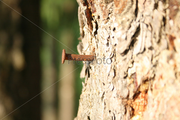 Ржавый гвоздь в стволе дерева