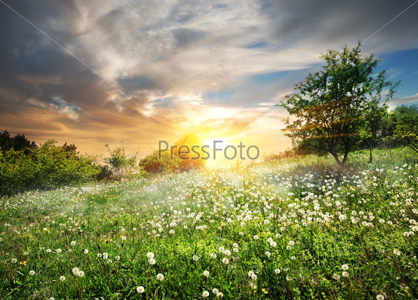 Sunrise and clouds over the field of dandelions