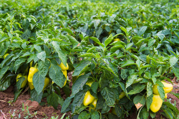Fresh green and yellow bell pepper plant - Stock Image
