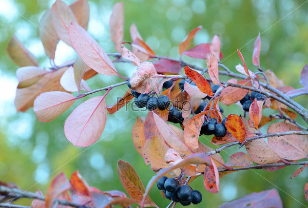 Autumn sketches. Branch black chokeberry on blurred background