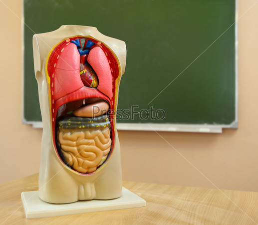 Close up of anatomical model of a human body in biology classroom