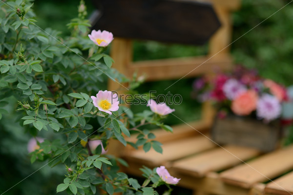 against the background of a wooden chair with a bouquet of flowers blooming shrub rose hips