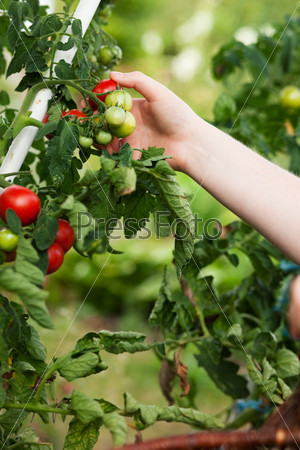 Gardening - woman (only hands to be seen) harvesting fresh tomatoes in her garden on a sunny day