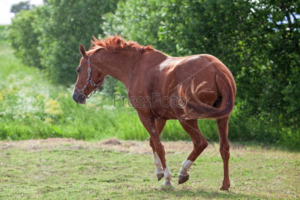 Russian Don horse on the summer meadow in rain