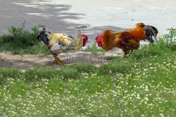 Two roosters fight on green glade.