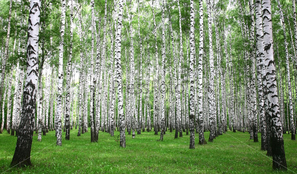 Summer birch forest in the morning
