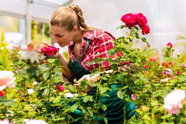 Female florist or gardener in flower shop or nursery with roses