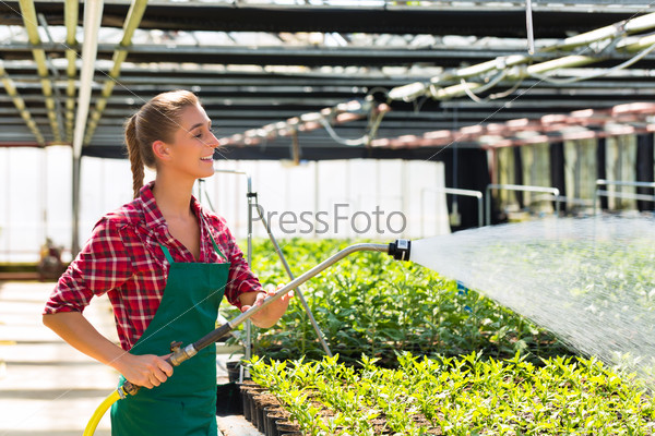 Female commercial gardener in market gardening or nursery with apron watering plants