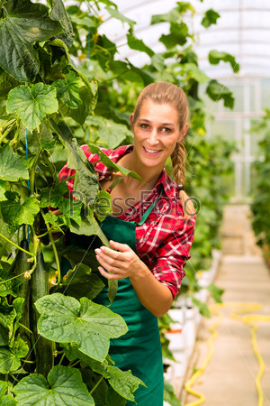 Female gardener at market gardening or nursery with apron