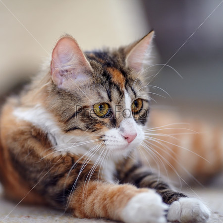 Портрет кошки с желтыми глазами