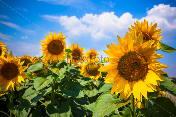 Sunflowers Field. Bright Blue Sky. Horizontal shot