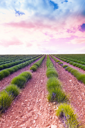 Sunrise over young lavender field