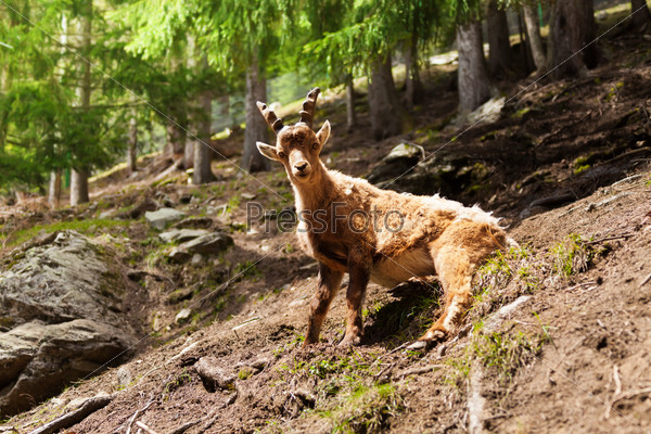 One ibex sitting in the forest in Chamonix at the foot of Mont Blanc