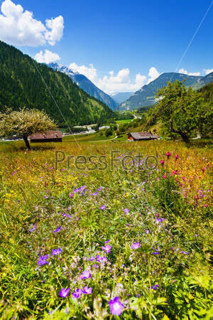 Flowers field with trees and houses in front of Swiss mountains