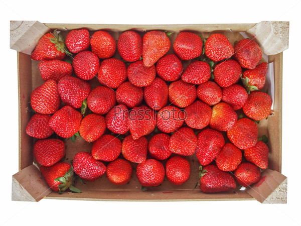 Strawberry fruit aka garden strawberry or fragaria in a fruit crate isolated over white background