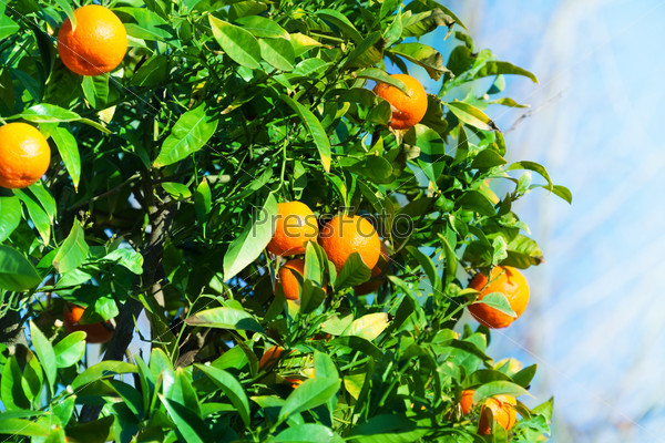 Many orange ripe tangerines on the bush