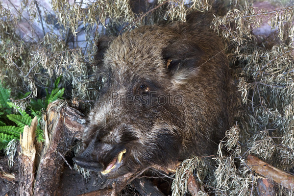 Stuffed boar\'s head. Tourist complex \