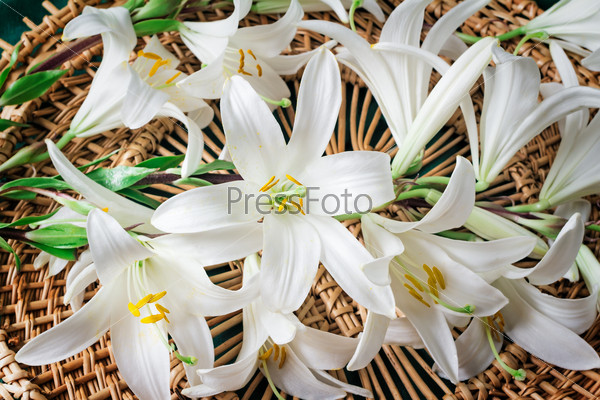 Large flowers of a white lily on an original wattled background. Are presented by a close up