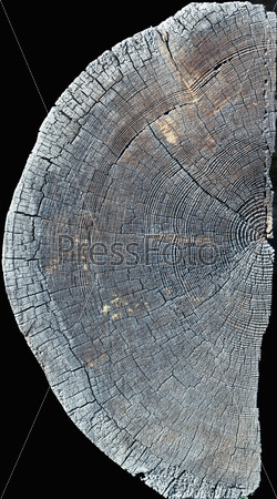 isolated half of the old wood slice texture