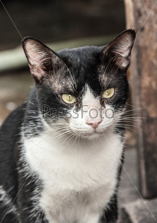 close up angry face of black and white cat