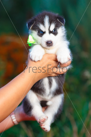 Siberian husky puppy with blue eyes. Focus on nose.