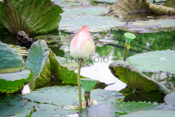 close up pink lotus on dark water and reflex sky in pond