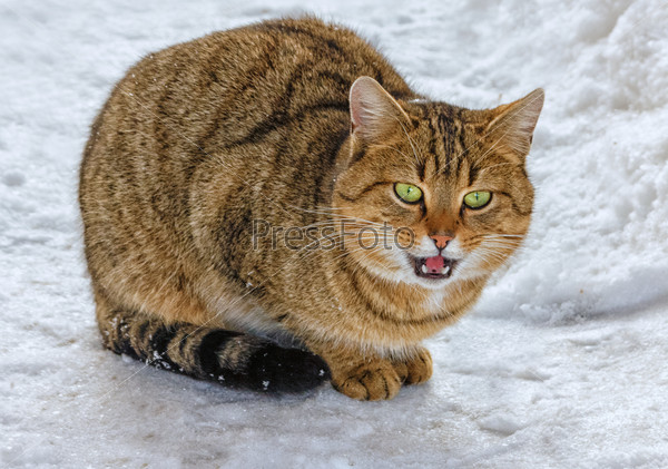 Winter cat.