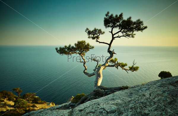 Tree and sea at sunset. Crimea landscape