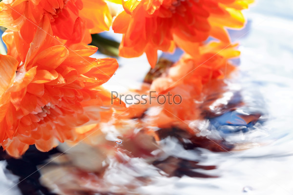 Orange daisy flowers above water surface with free space for text