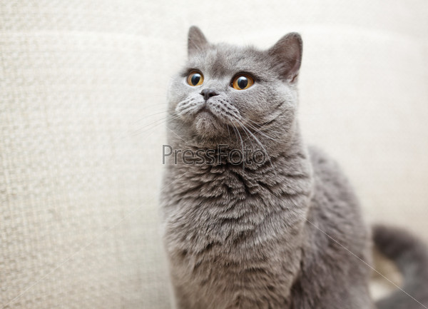 portrait of a beautiful British cat with a surprised expression