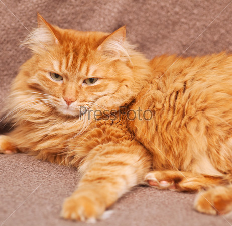 Funny fluffy ginger cat lying