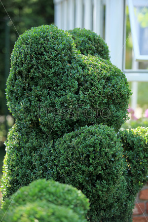green bear topiary