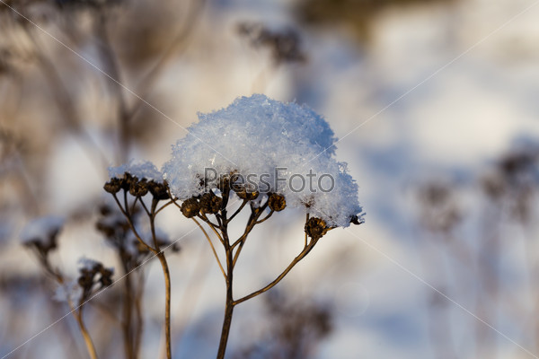 Frozen plant covered in snow with selective focus