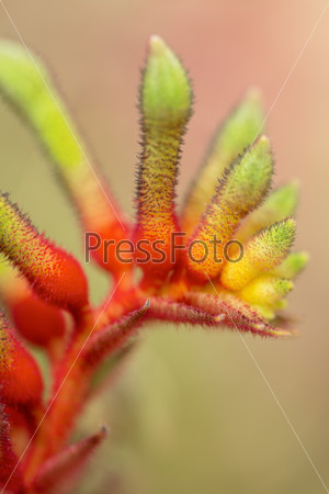 Anigozanthos manglesii flower, common name mangles kangaroo paw