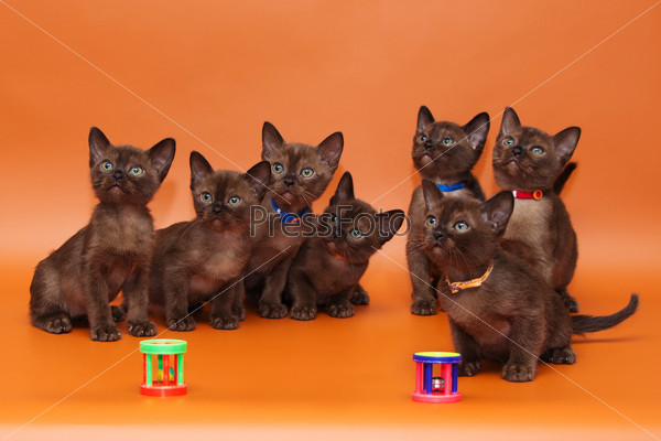 Шоколадные котята на фоне
