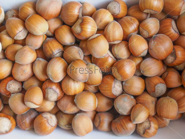 Hazelnut dried fruits aka cobnut or filbert nut