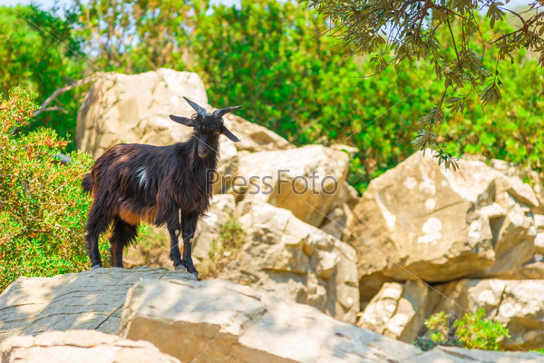 Mountain black goat