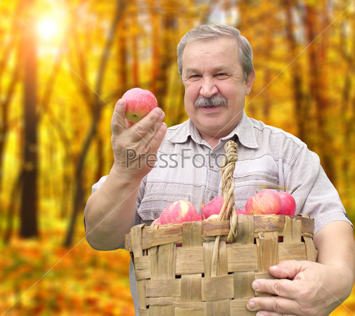 Senior man, harvesting an apples