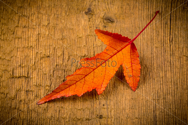 Maple Leave on wooden table